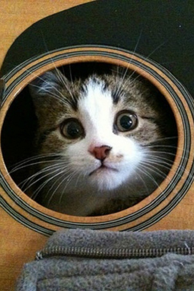 Кошка в гитаре