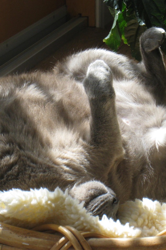 Кот на солнышке