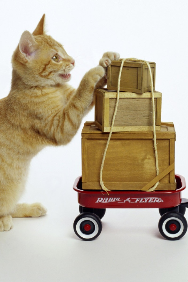 Кот везет посылки