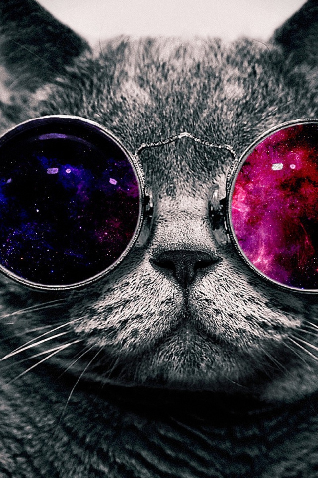 Cat on colored glasses