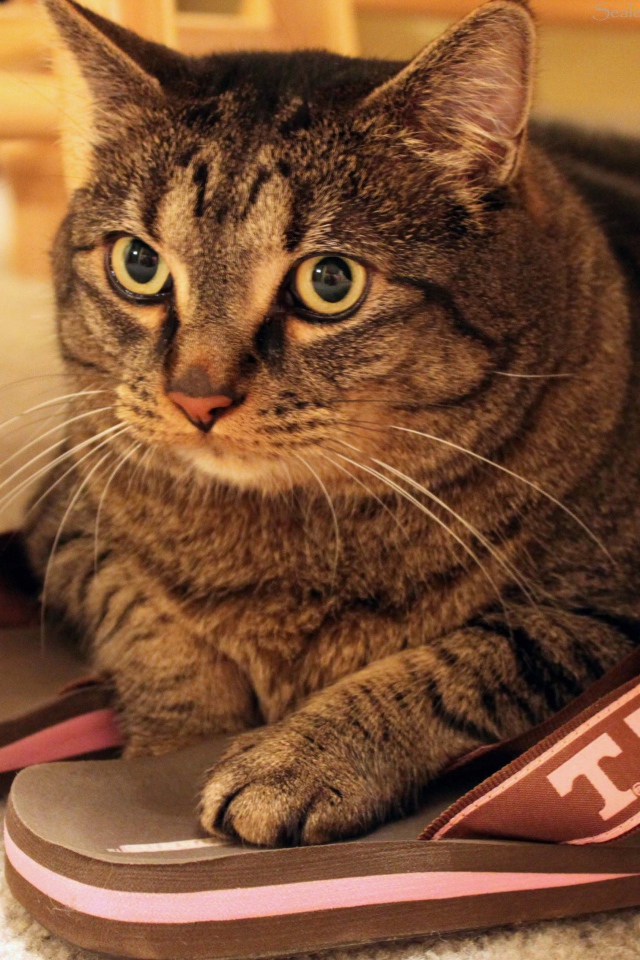 Кот на тапочках