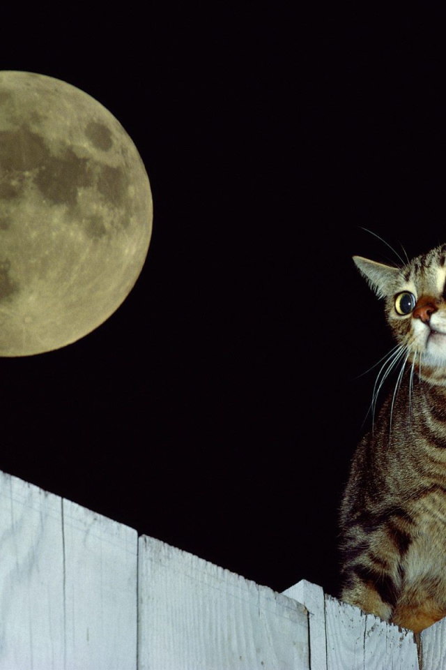 Кот на заборе под луной