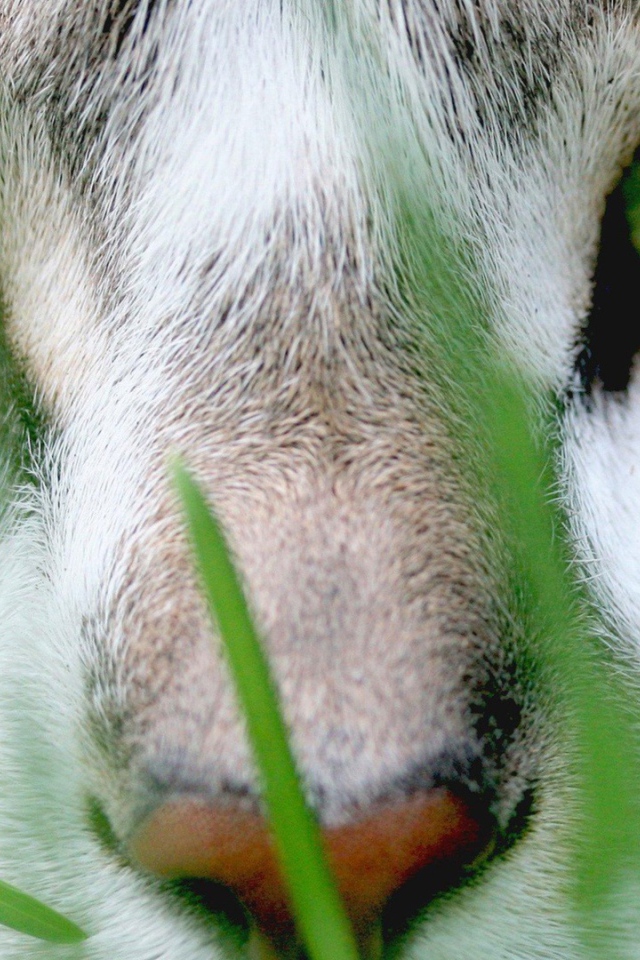 Кошачий пронзительный взгляд