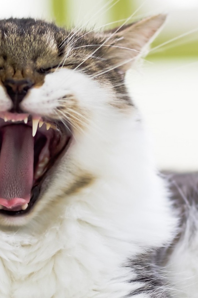 Кот берет на испуг