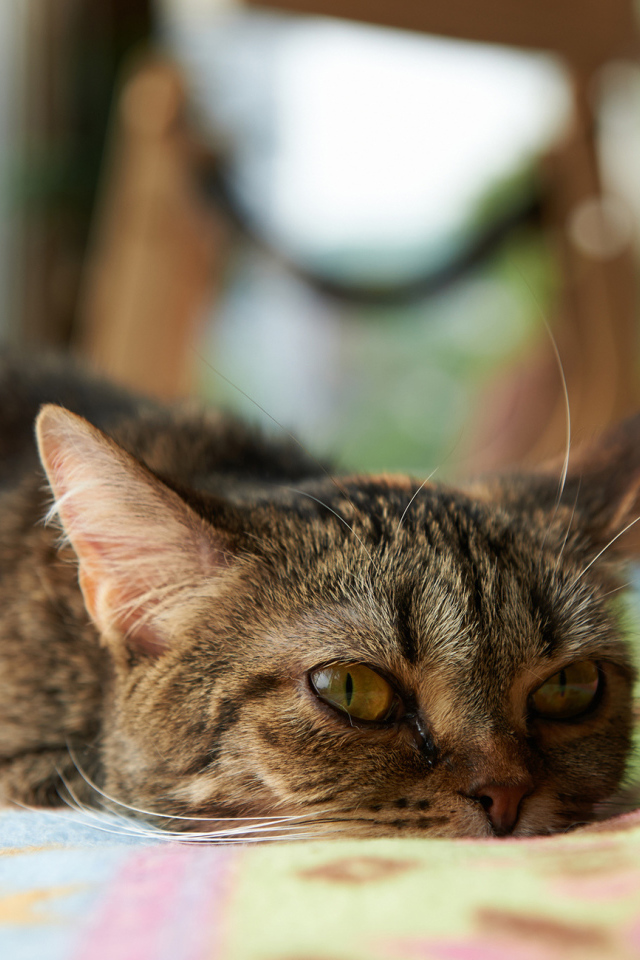 Кот с безнадёжным взглядом