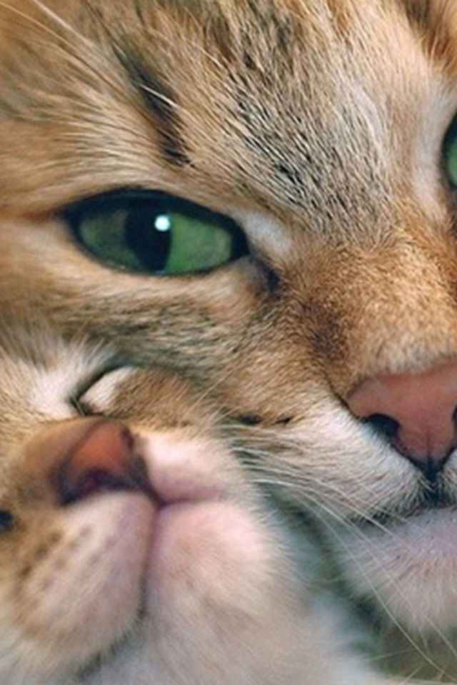 Кошечка с котенком