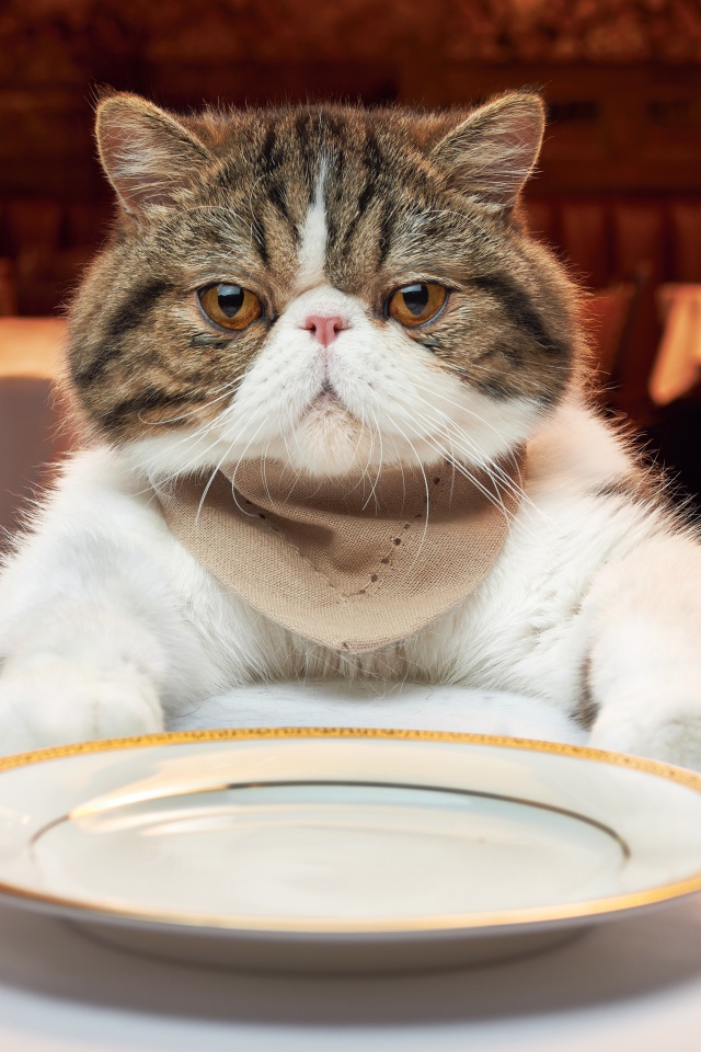 Кот с тарелкой за столом