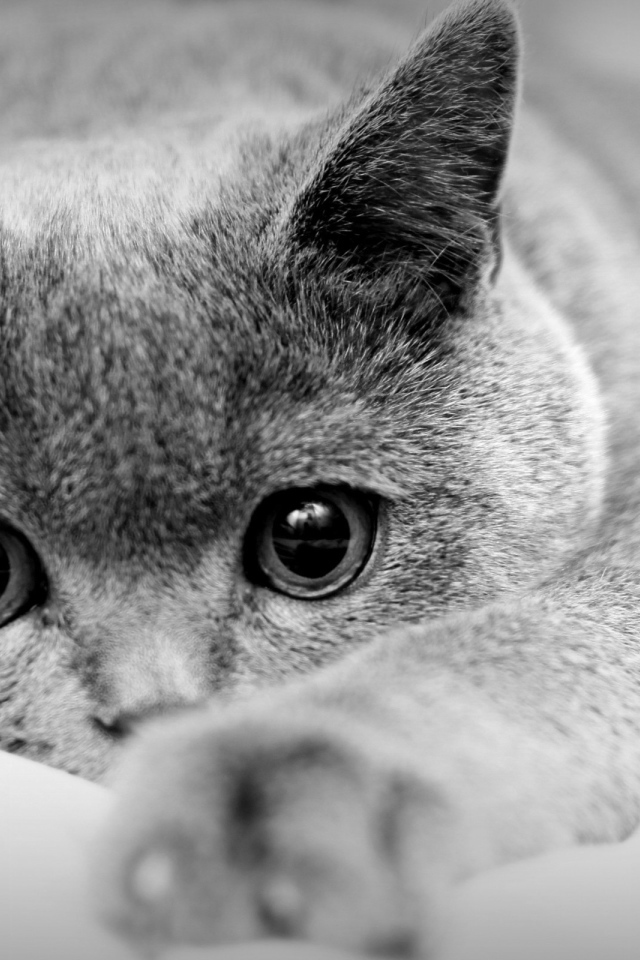 Кот с большими глазами