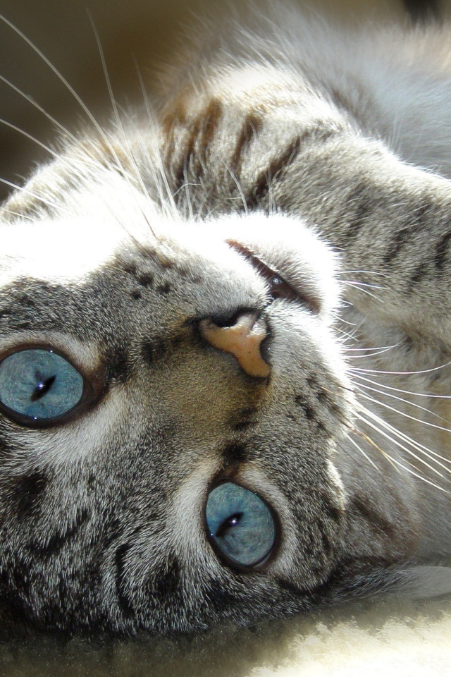 Кот с голубыми глазами