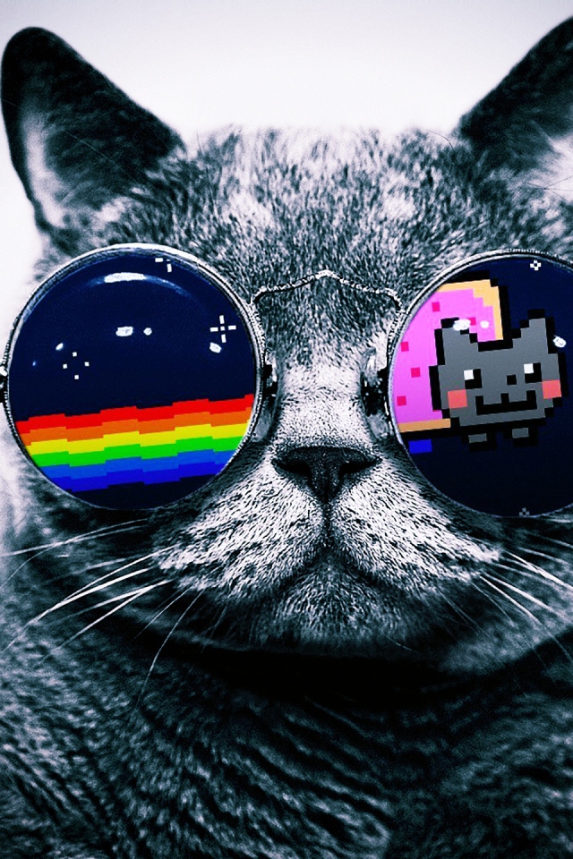 Кот в очках Hello Kitty