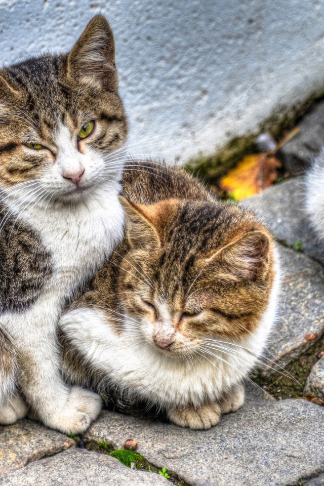 Кошка с котятами на улице