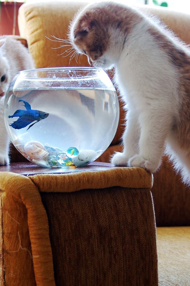 Коты и голубая рыбка