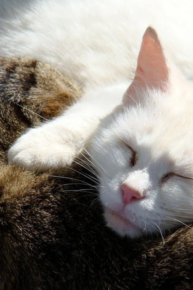 Коты обнимаются