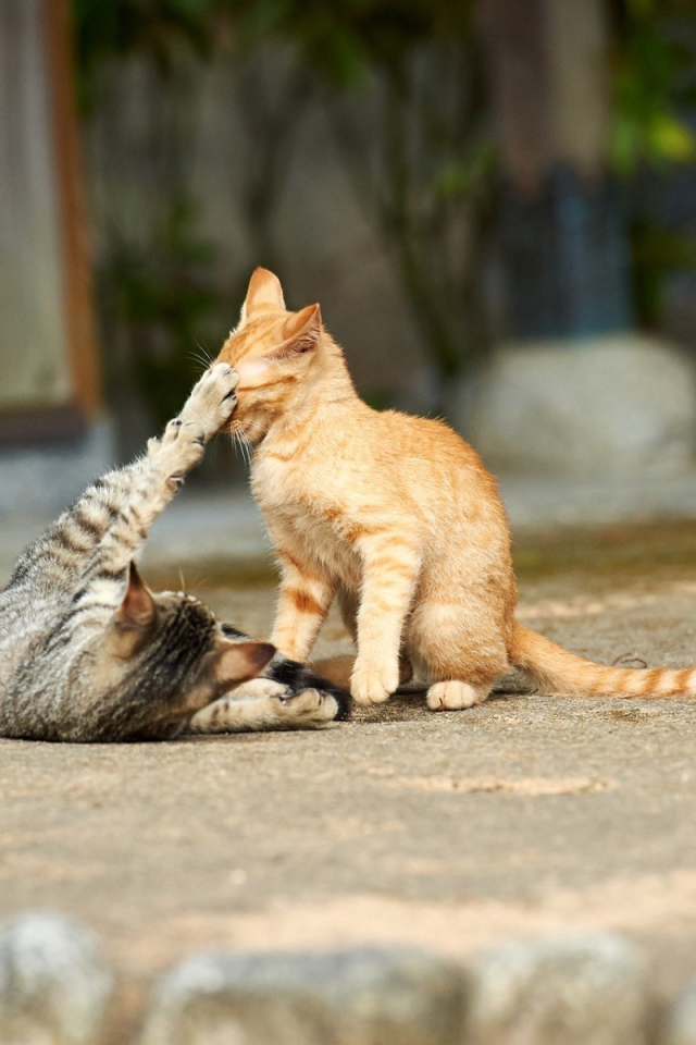 Кошки играют на улице