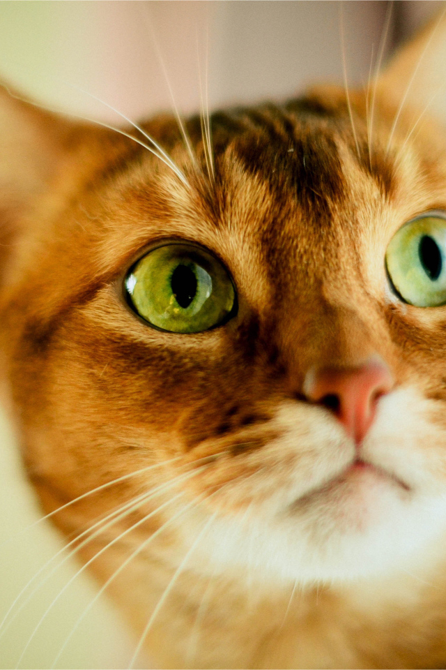 Кот с зелеными глазами