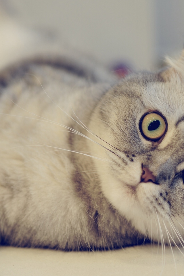 Милый шотландский вислоухий кот на светлом фоне