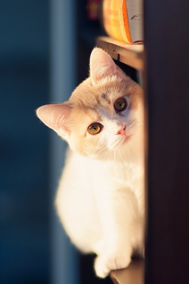 Милый кот сидит на полке