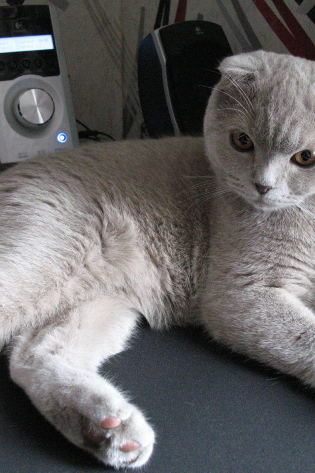 Милый серый шотландский вислоухий кот