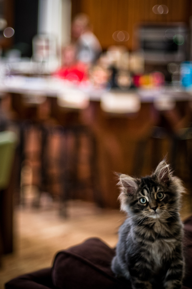 Симпатичный малыш мейн-кун