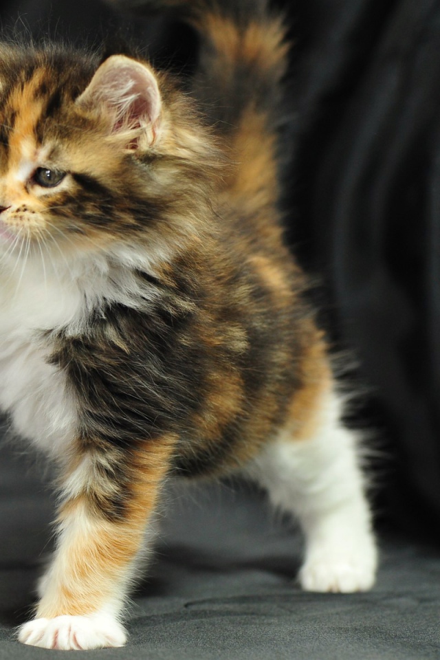 Симпатичный маленький кот мейн-кун играет