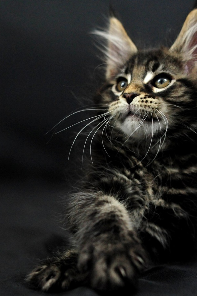 Маленький симпатичный тёмного окраса кот мейн-кун