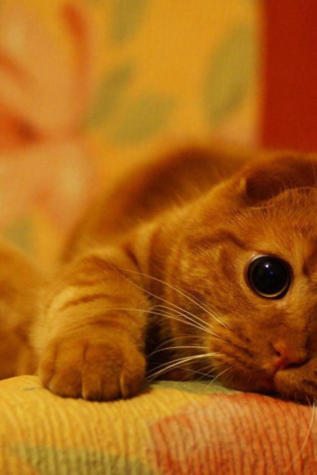 Милый рыжий шотландский вислоухий кот