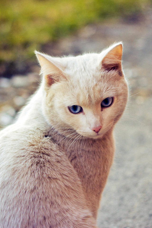 Симпатичный рыжий кот сидит на дороге