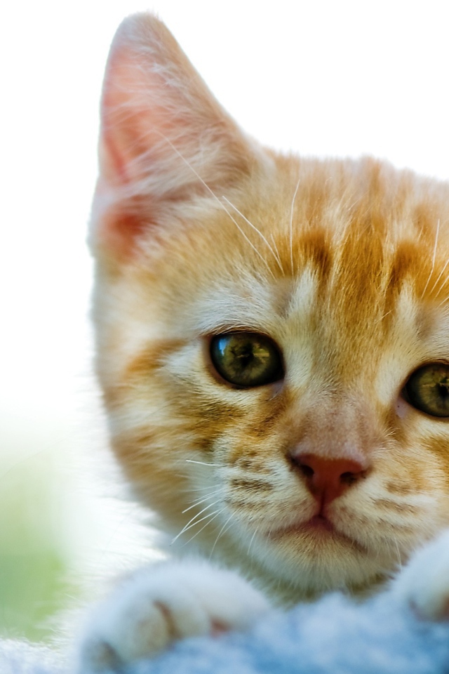 Милый рыжи котик