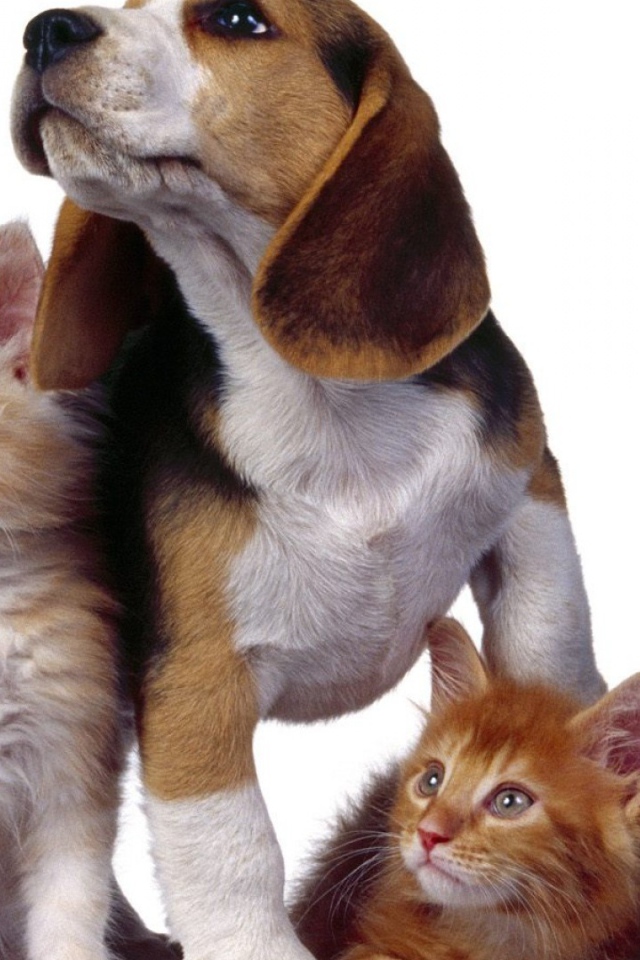 Собака и три котенка