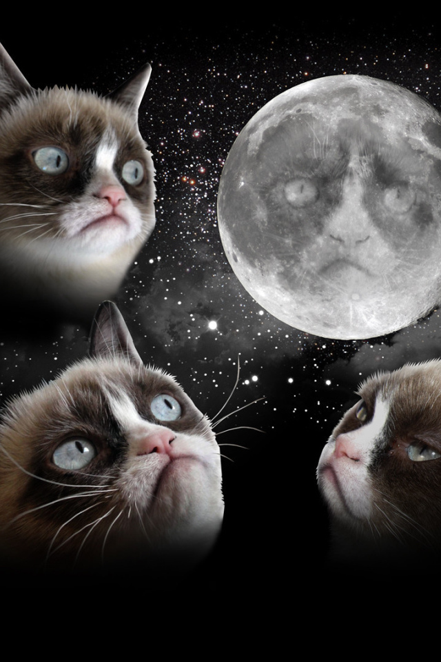 Недовольный кот и луна