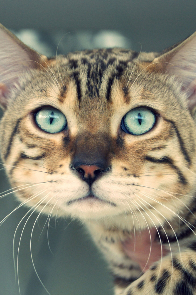 Унылый бенгальский кот