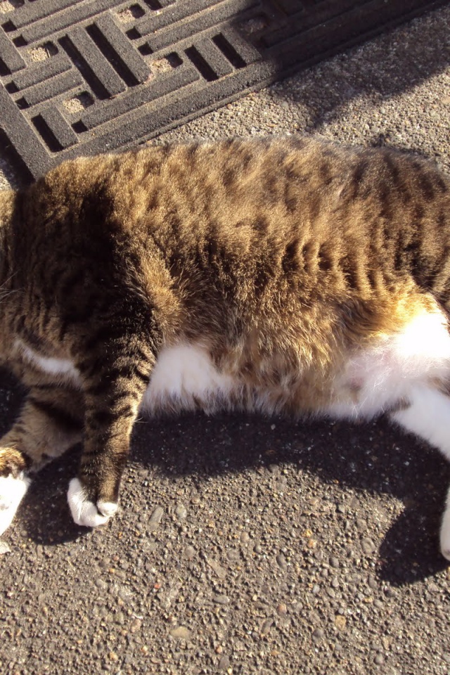 Толстый кот в тени