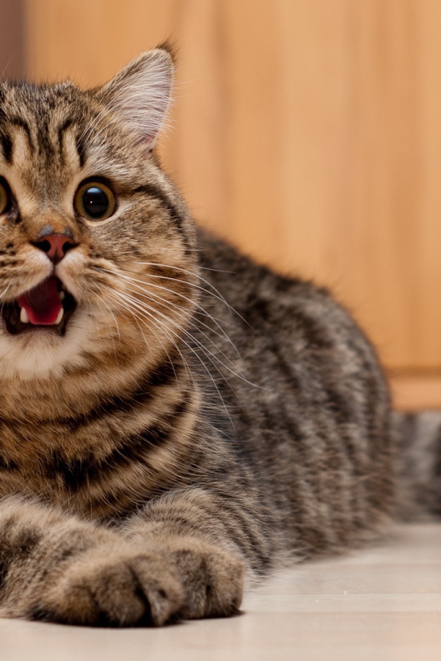 Толстая кошечка