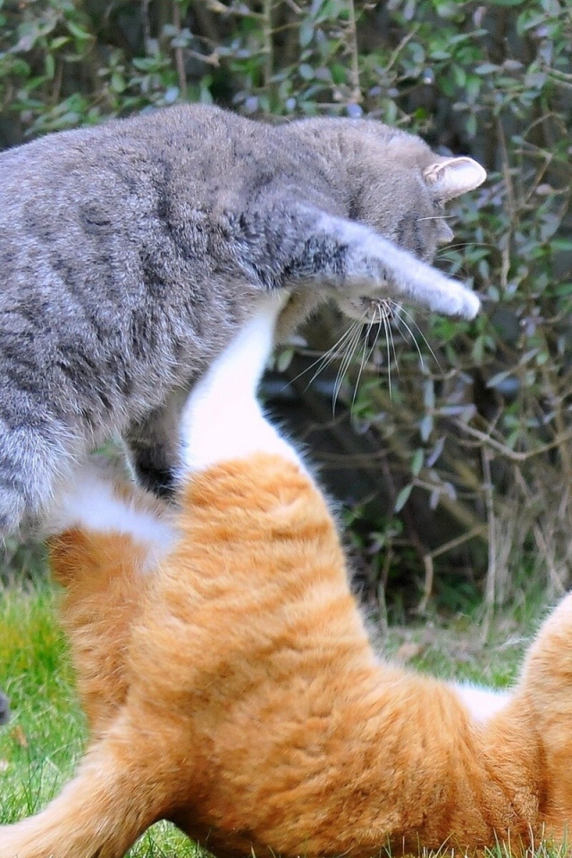 Драка котов