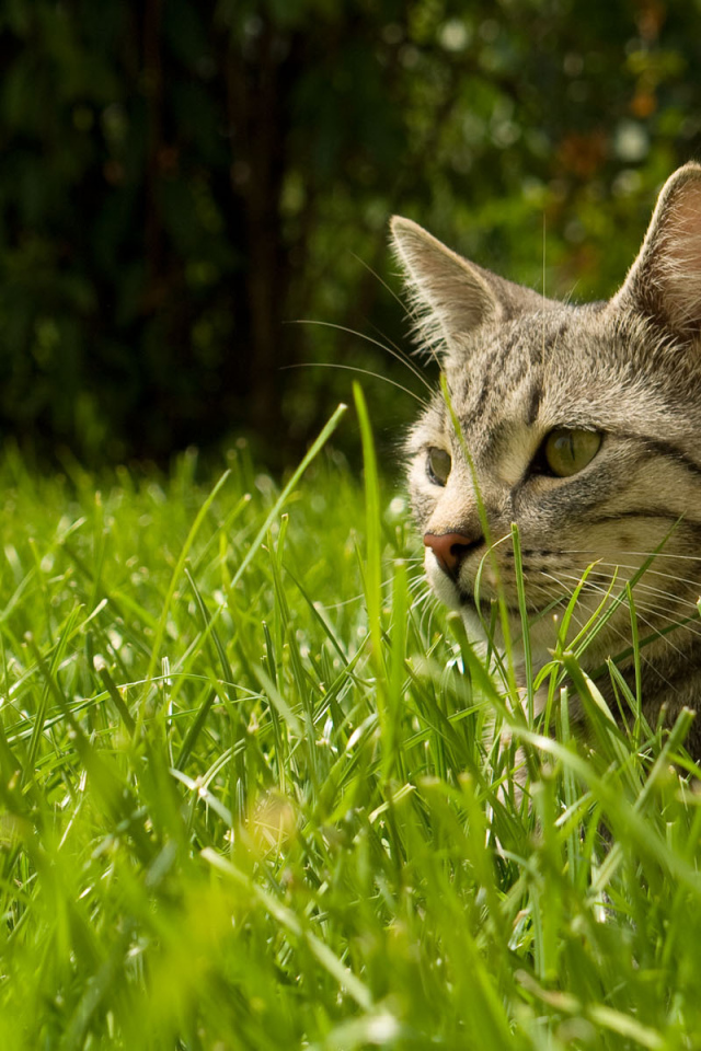 Найди кота в траве