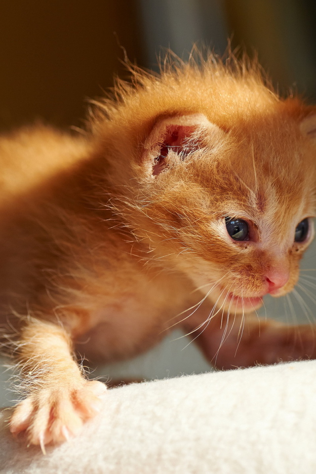 Первые шаги рыжего котёнка