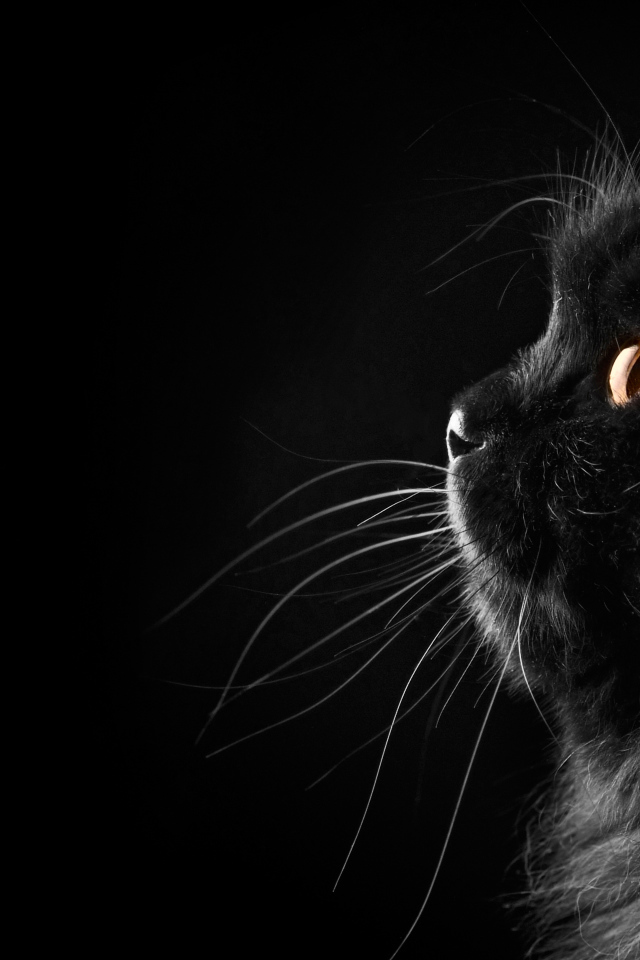 Пушистый чёрный кот на чёрном фоне