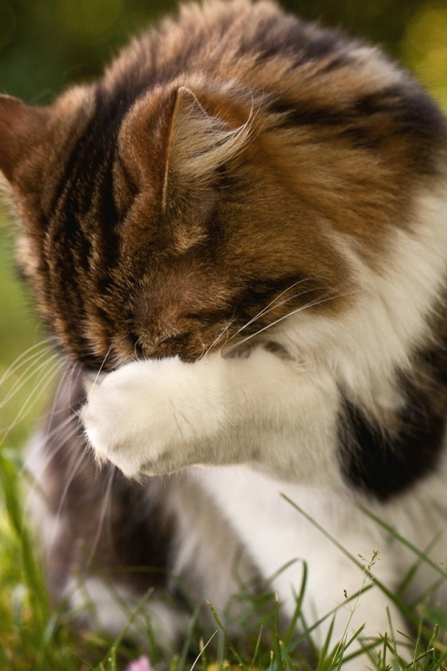 Пушистому коту стыдно