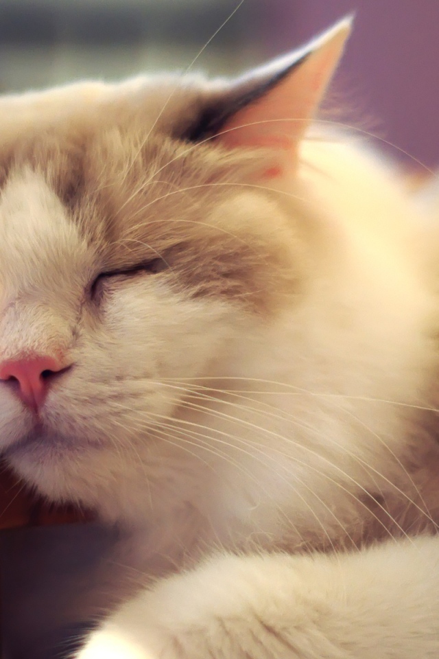 Пушистый кот внезапно заснул