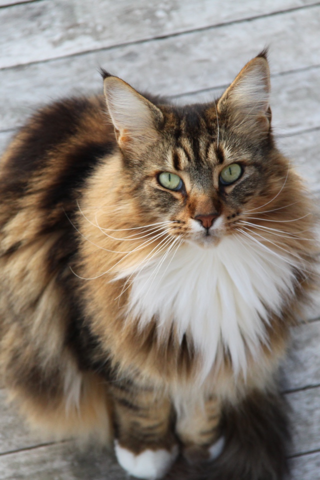 Сосредоточенный кот мейн-кун