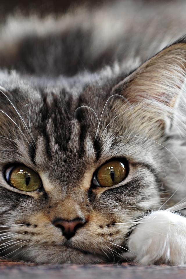 Смешной кот мейн-кун