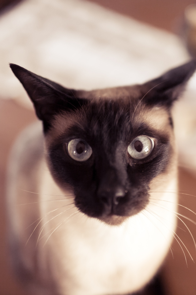 Смешной сиамский кот