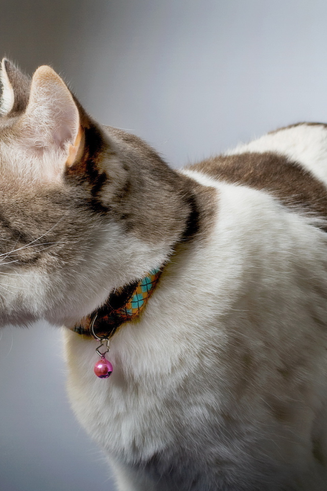 Смешной красивый кот с языком