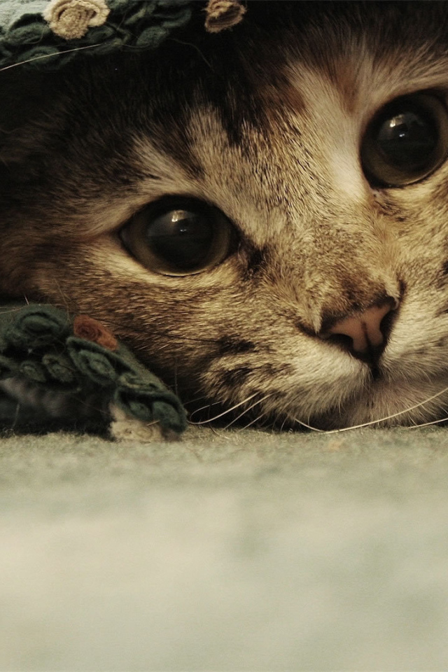 Смешной красивый кот под ковриком