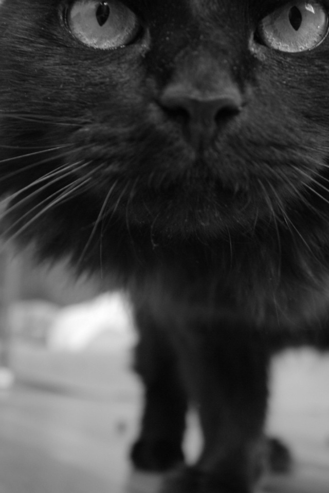 Смешной чёрный кот