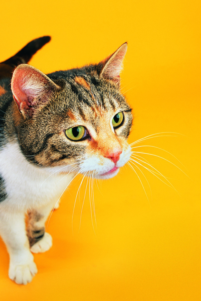 Смешной кот на оранжевом фоне