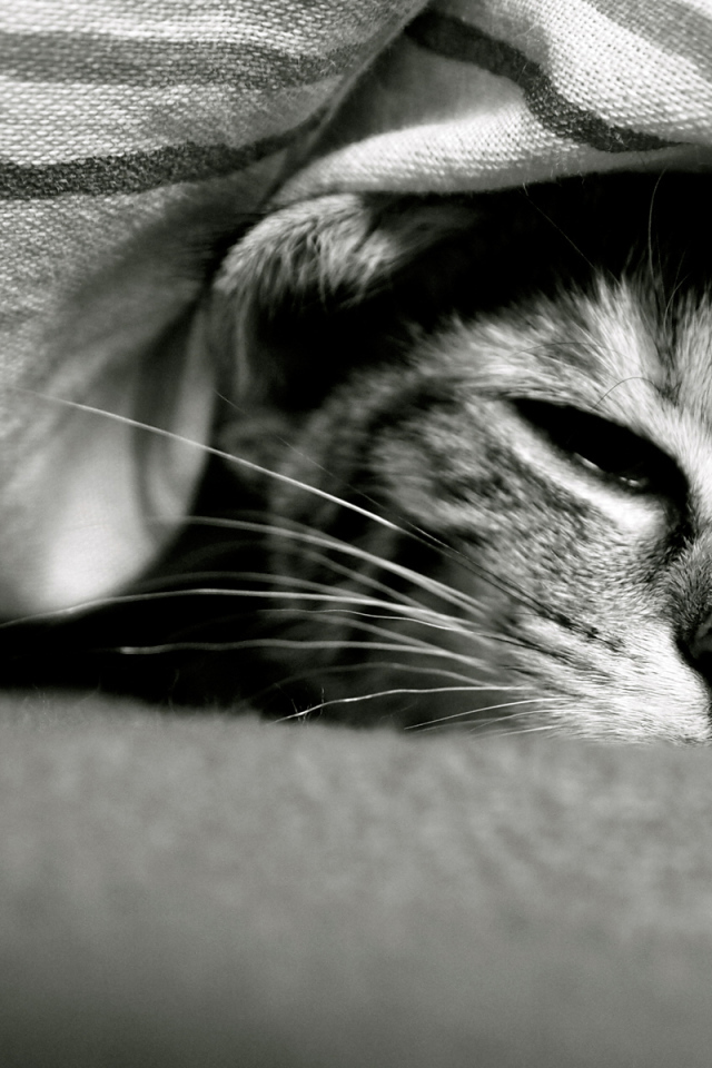 Смешной кот под одеялом