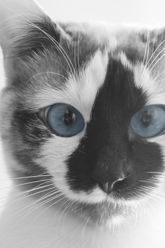 Смешной кот с голубыми глазами