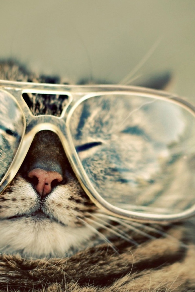 Смешной кот в очках