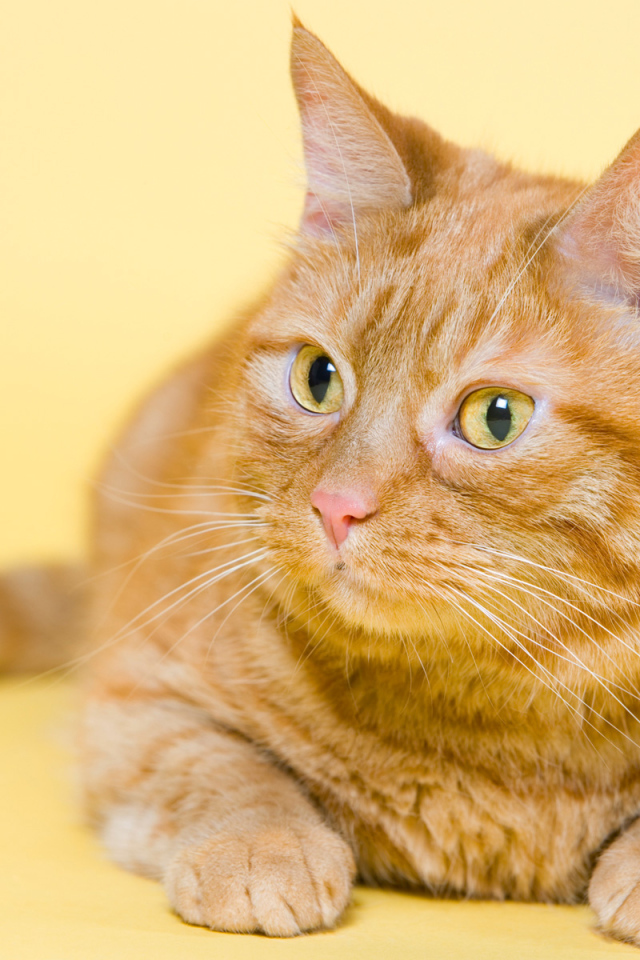 Смешной толстый рыжий кот